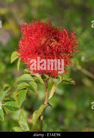 Bedeguar Gall Hundsrose verursacht durch die moosigen Rose Gall Schlupfwespe, Diplolepis Rosae, Cynipoidea, Hymenoptera. Stockfoto