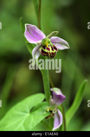 Biene Orchidee, Ophrys Apifera, Orchidaceae.  Britische wilde Blume. Chilterns, Hertsfordshire, UK. Auch Europa und Nordafrika. Stockfoto