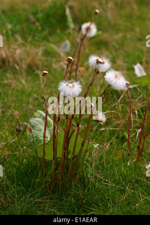 Seedheads Huflattich, Tussilago Farfara, Asteraceae. Stockfoto