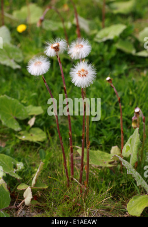 Seedheads Huflattich, Tussilago Farfara, Asteraceae. Stockfoto