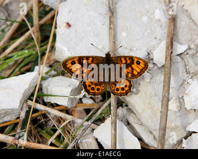 Wand braun Schmetterling, Lasiommata Megera (Pararge Megära), Satyrinae, Nymphalidae, Papilionoidea. Männlich. Stockfoto