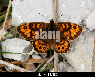 Wand braun Schmetterling, Lasiommata Megera (Pararge Megära), Satyrinae, Nymphalidae, Papilionoidea. Männlich. Stockfoto