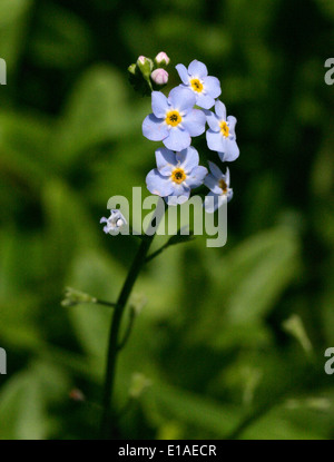 Wasser-Vergissmeinnicht, Myosotis Scorpioides, Boraginaceae Stockfoto