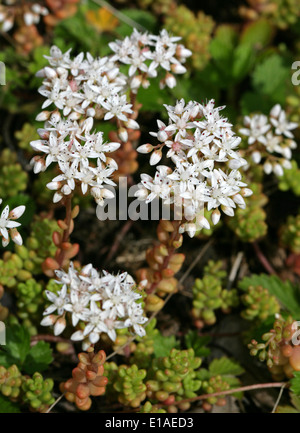 Weiße Fetthenne, Sedum Album, Crassulaceae. Stockfoto