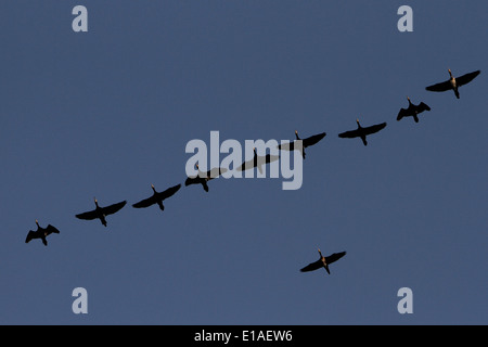 Eine Gruppe von einen größeren Strang Pink-footed Gänse fliegen ins Landesinnere über Englands Küste von Norfolk Stockfoto