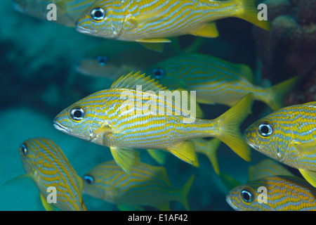 Französische Grunzen in der Karibik um Bonaire, Niederländische antillen. Franse Grommers (Haemulon Flavolineatum). Foto V.D. Stockfoto