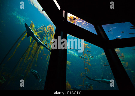 Ein Hai und die Fische schwimmen in einem KELPWALD im zweitgrößten Tank im MONTEREY BAY AQUARIUM - MONTEREY, Kalifornien Stockfoto