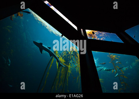 Ein Hai und die Fische schwimmen in einem KELPWALD im zweitgrößten Tank im MONTEREY BAY AQUARIUM - MONTEREY, Kalifornien Stockfoto