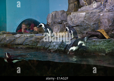 AFRICAN BLACK FOOTED Pinguine (Spheniscus Demersus) zu Hause im MONTEREY BAY AQUARIUM - MONTEREY, Kalifornien Stockfoto