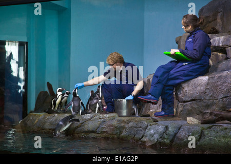 AFRICAN BLACK FOOTED Pinguine (Spheniscus Demersus) fließen im MONTEREY BAY AQUARIUM - MONTEREY, Kalifornien Stockfoto