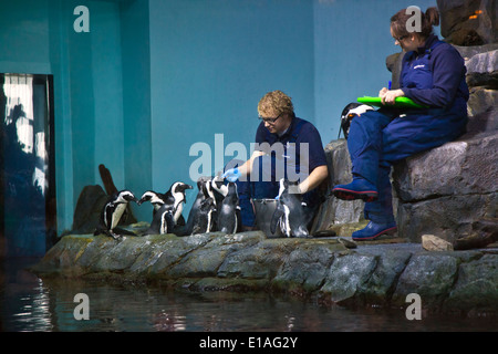 AFRICAN BLACK FOOTED Pinguine (Spheniscus Demersus) fließen im MONTEREY BAY AQUARIUM - MONTEREY, Kalifornien Stockfoto