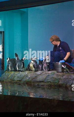 AFRICAN BLACK FOOTED Pinguine (Spheniscus Demersus) fließen im MONTEREY BAY AQUARIUM - MONTEREY, Kalifornien Stockfoto