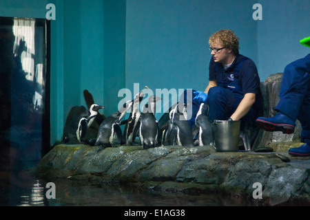 AFRICAN BLACK FOOTED Pinguine (Spheniscus Demersus) fließen im MONTEREY BAY AQUARIUM - MONTEREY, Kalifornien Stockfoto