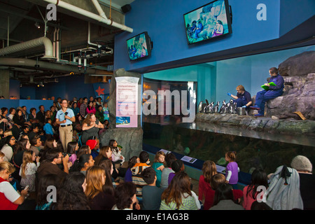 AFRICAN BLACK FOOTED Pinguine (Spheniscus Demersus) fließen im MONTEREY BAY AQUARIUM - MONTEREY, Kalifornien Stockfoto