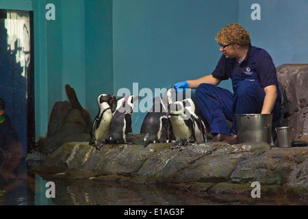 AFRICAN BLACK FOOTED Pinguine (Spheniscus Demersus) fließen im MONTEREY BAY AQUARIUM - MONTEREY, Kalifornien Stockfoto