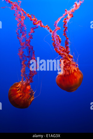 Meer BRENNNESSEL Quallen auf dem Display an das MONTEREY BAY AQUARIUM - MONTEREY, Kalifornien Stockfoto