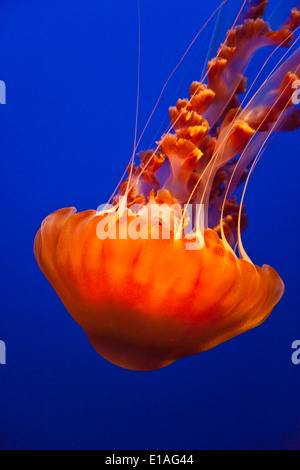 Meer BRENNNESSEL Quallen auf dem Display an das MONTEREY BAY AQUARIUM - MONTEREY, Kalifornien Stockfoto