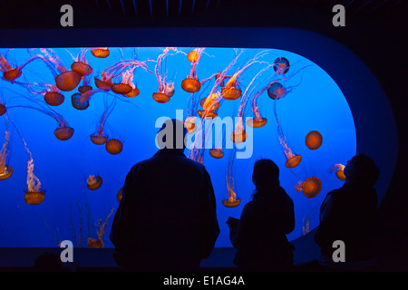 Besucher sehen Meer BRENNNESSEL Quallen auf dem Display an das MONTEREY BAY AQUARIUM - MONTEREY, Kalifornien Stockfoto