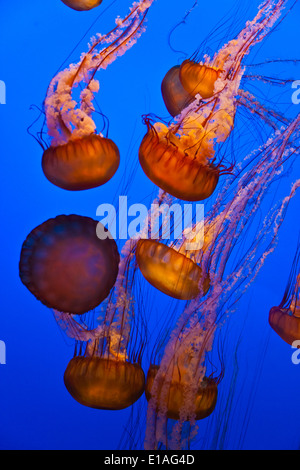 Meer BRENNNESSEL Quallen auf dem Display an das MONTEREY BAY AQUARIUM - MONTEREY, Kalifornien Stockfoto