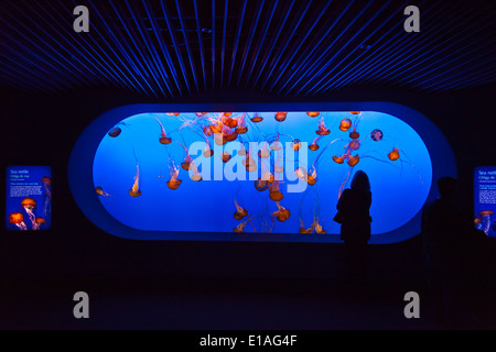 Besucher sehen Meer BRENNNESSEL Quallen auf dem Display an das MONTEREY BAY AQUARIUM - MONTEREY, Kalifornien Stockfoto