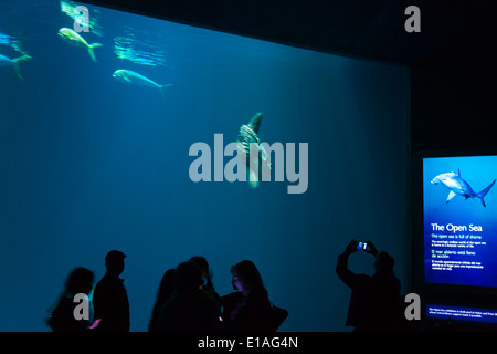 Ein MONDFISCH (Mola Mola) in den größten Tank im MONTEREY BAY AQUARIUM - MONTEREY, Kalifornien Stockfoto