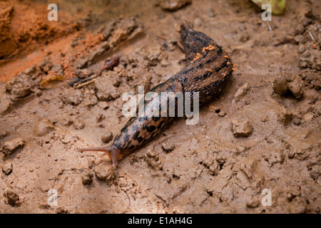 Graue Schnecke - USA Stockfoto