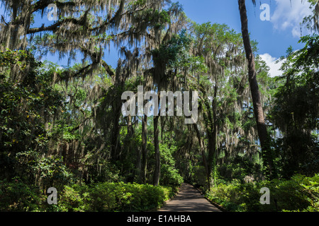 Malerischen Florida Spanisch Moos Stockfoto