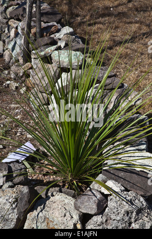 Wüstenpflanzen im Botanischen Garten an der Kanada DE LA VIRGEN archäologische Seite und Pyramiden - SAN MIGUEL DE ALLENDE, Mexiko Stockfoto