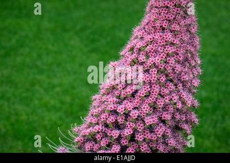 Tower Of Jewels rote Bugloss winzigen rosa Blüten Stockfoto