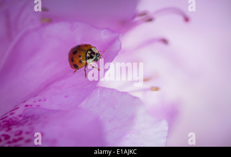 Marienkäfer auf Blume lila Rhododendron Stockfoto