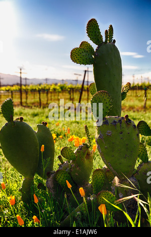 Nahaufnahme von Kakteen und gelber Mohn, Napa Valley, Kalifornien Stockfoto