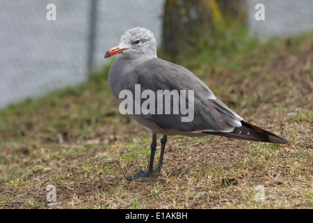 Eine juvenile Möwe in Monterey, Kalifornien. Stockfoto