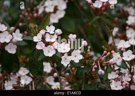 Nahaufnahme von kleinen rosa Blüten und Knospen Stockfoto
