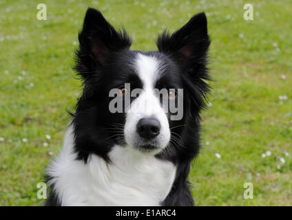 Border-Collie, Hund portrait Stockfoto