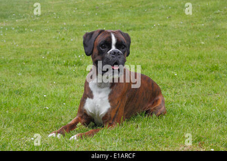 Boxer oder deutscher Boxer, auf einer Wiese liegend Stockfoto