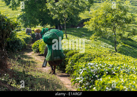 Tee-Pflückerinnen zu Fuß auf einem Weg auf eine Tee-Plantage, 1600 m, Munnar, Kerala, Western Ghats, Indien Stockfoto