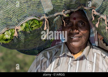 Porträt von einem weiblichen Tee Plucker mit einer großen Tasche Tee Blätter auf dem Kopf, Munnar, Kerala, Indien Stockfoto