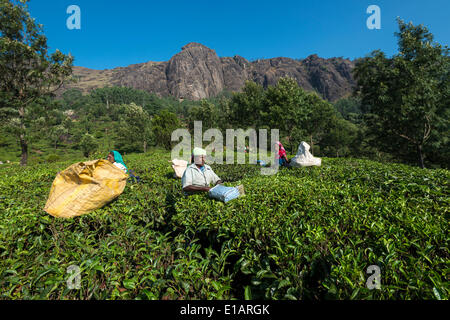 Tee-Pflückerinnen Kommissionierung Teeblätter, Teeplantage, 1600 m, Munnar, Kerala, Western Ghats, Indien Stockfoto