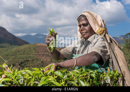 Tee-Plucker Kommissionierung Tee Blätter von Hand, Teeplantage, 1600 m, Munnar, Kerala, Western Ghats, Indien Stockfoto