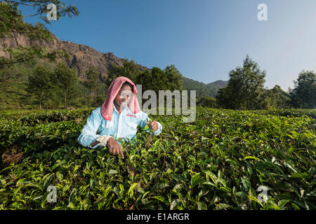 Tee-Plucker Kommissionierung Tee Blätter von Hand, Teeplantage, 1600 m, Munnar, Kerala, Western Ghats, Indien Stockfoto