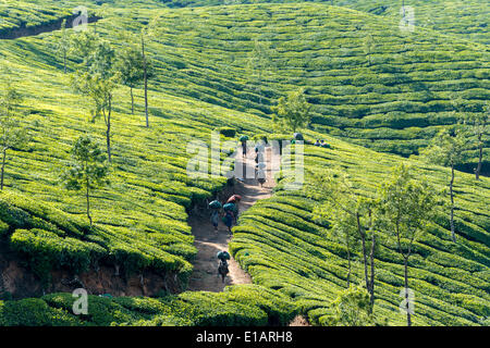 Tee-Pflückerinnen zu Fuß auf einem Weg auf eine Tee-Plantage, 1600 m, Munnar, Kerala, Western Ghats, Indien Stockfoto