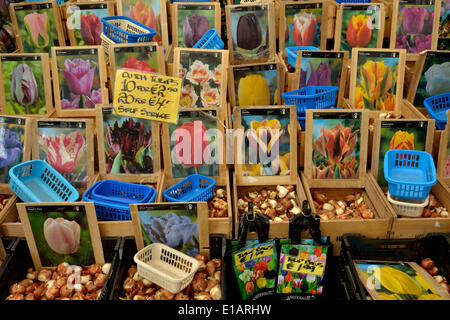 Tulpenzwiebeln auf dem traditionellen Blumenmarkt, Amsterdam, Holland, Niederlande Stockfoto