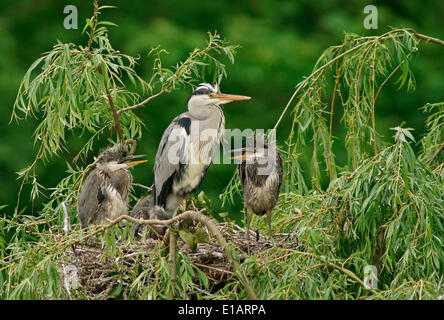 Graue Reiher (Ardea Cinerea) mit Küken im Nest, Niedersachsen, Deutschland Stockfoto