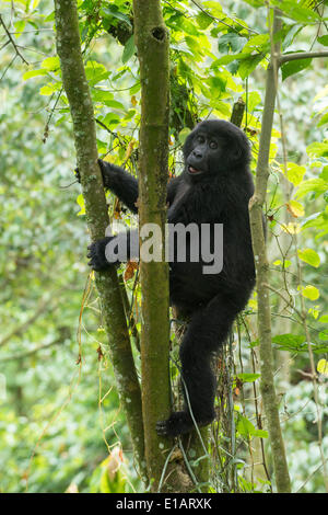 Berggorillas (Gorilla Beringei Beringei), Bwindi Impenetrable National Park, Uganda Stockfoto