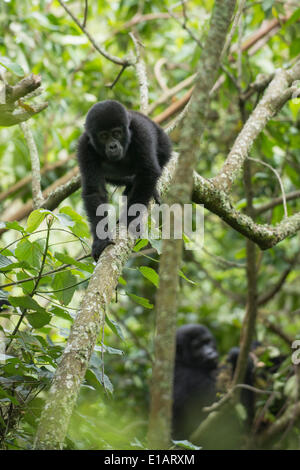 Berggorillas (Gorilla Beringei Beringei), Jungtiere, Bwindi Impenetrable National Park, Uganda Stockfoto