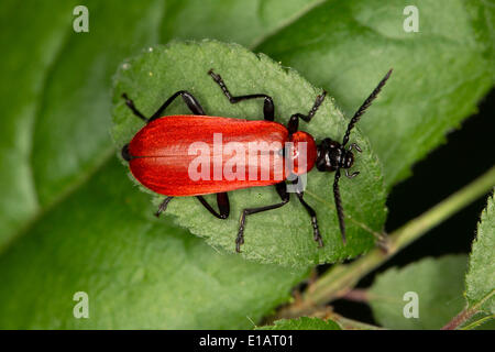 Black-headed Cardinal Beetle (Pyrochroa Coccinea) sitzt auf einem Blatt, North Rhine-Westphalia, Deutschland Stockfoto