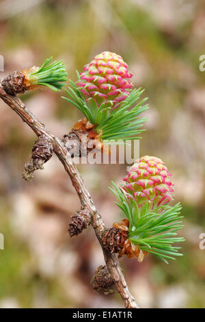 Europäische Lärche (Larix Decidua), Zweig mit weiblichen Blüten, North Rhine-Westphalia, Deutschland Stockfoto