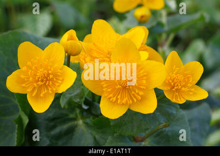 Sumpfdotterblumen oder Marsh Marigold (Caltha Palustris), blühen, North Rhine-Westphalia, Deutschland Stockfoto