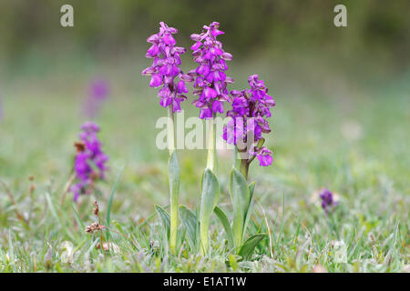 Green-winged Orchid oder Green-veined Orchid (Orchis Morio), Blütenstände, Hessen, Deutschland Stockfoto