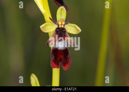 Fliegen Sie Orchidee (Ophrys Insectifera), blühend, Nationalpark Eifel, Nordrhein-Westfalen, Deutschland Stockfoto